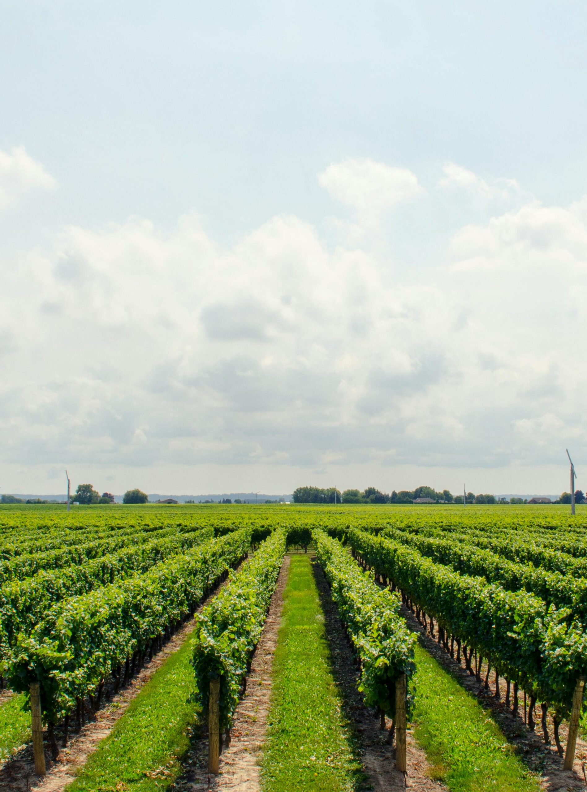 pexels-madebymath-21393